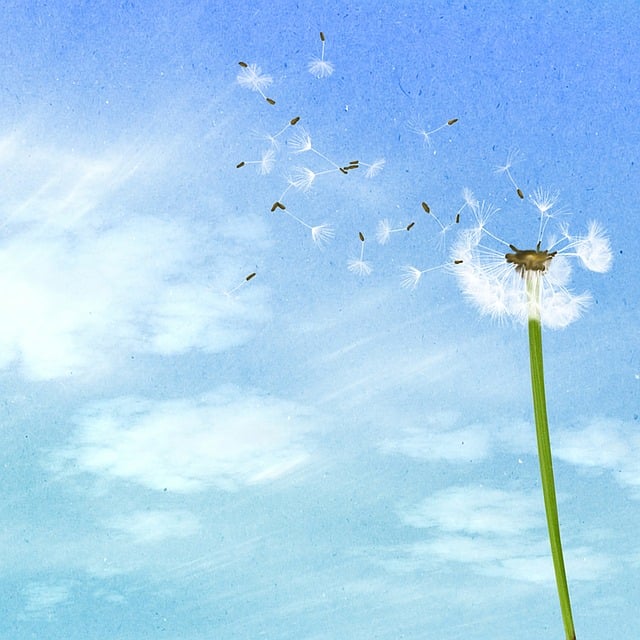 dandelion and fly-away seeds